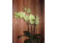 ���������� ��������-������