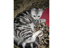 ����� -����