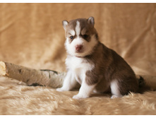 №2 �������