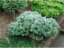 ����� veitchii Rumburk 20-25cm Co-5 l-22,00.jpg