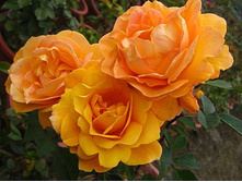 Strike it Rich-750�