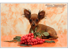 4 ������