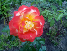 IMG 20150625 134014.jpg