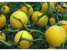 Poncirus (��������) trifoliata Flying-Dragon 15-20cm C2-8,28