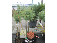 ����������� ������� �������� 2600