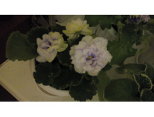 ������ "PS-�������"