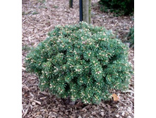 ����� koreana Blauer Eskimo 10-15cm C3-23,74.jpg