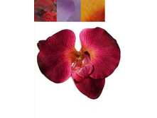 406/0363� ������ ������� (� �� .12��)