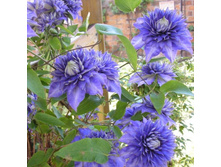 �������� ������ ���-229