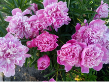 IMG 20150612 182838.jpg