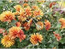 ��������� ����������