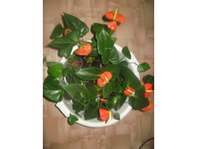 ��������� baby orange