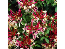 ��������� ����. ��������-164