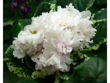 K-��������(���� ����).jpg