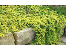 ������������ Golden Carpet �2-10,10.jpg