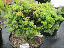 ����� ���.����������� 3500