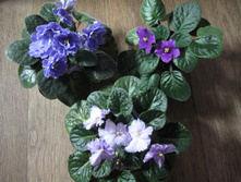 IMG 4515.JPG