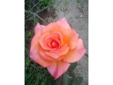 IMG 20150625 134417.jpg