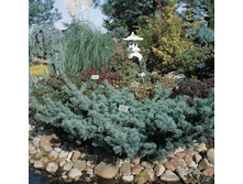 ����� parviflora Fuku-zu-mi 25-30cm Co-5-26,26.jpeg