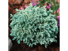 ����������� Little Kean 15-20cm C3-16,82.jpg