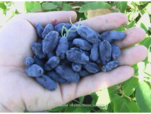 ��������� ��������� �9-165�