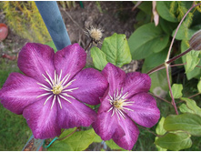 �������� ���� �� ����