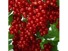 ��������� ������� �������-157