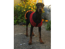 102441723-img 4888.jpg