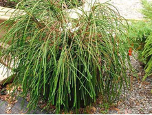 ��� plicata Whipcord 20-25cm C2-10,84