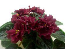 ��-�����(���� ����)