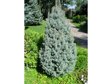 ��� pungens Iseli Fastigiata 50-60cm Co-7,5-34,88.jpg