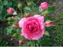 IMG 20150627 131725.jpg