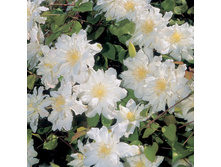 �������� ������� �����-185