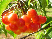 ������� ���������-230�