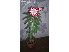 WP 20150926 11 45 07 Pro.jpg