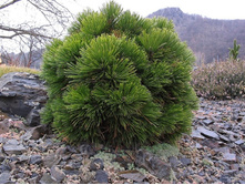 ����� leucodermis Smidtii 10-15cm C2-20,70.jpg