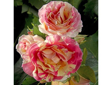 Claude Monet 9,70 ����� 60��-29,38 �����100��-33,30.jpg