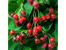 ���� ������� (�����)