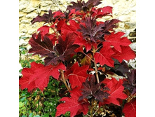 ��������� ����������� ���� ���� (����)-178