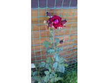 DSC 0891.JPG