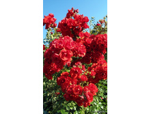 Super Elfin-11,95.jpg