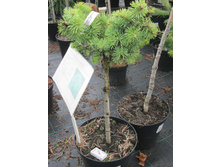 ����� ����������� �������� 3400