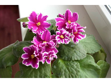 ��-��������� ��������(2011)