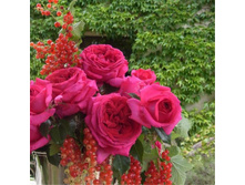 Regis Marcon 9,10.jpg