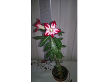 WP 20150928 14 47 03 Pro.jpg