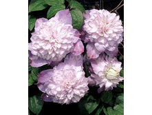 �������� ��������� ����-229