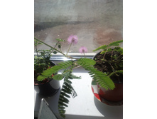 ������ ���������