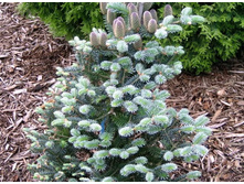 ����� koreana Blue Magic 25-30cm C5-26,16.jpg