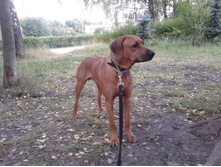 IMG 20150909 154334.jpg