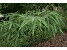 ��������� peregrina �������